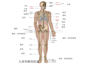 人体骨骼系统-教学课件.ppt