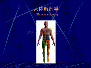 人体解剖63885-教学课件.ppt